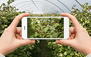 Data Analytics para la gestión agrícola