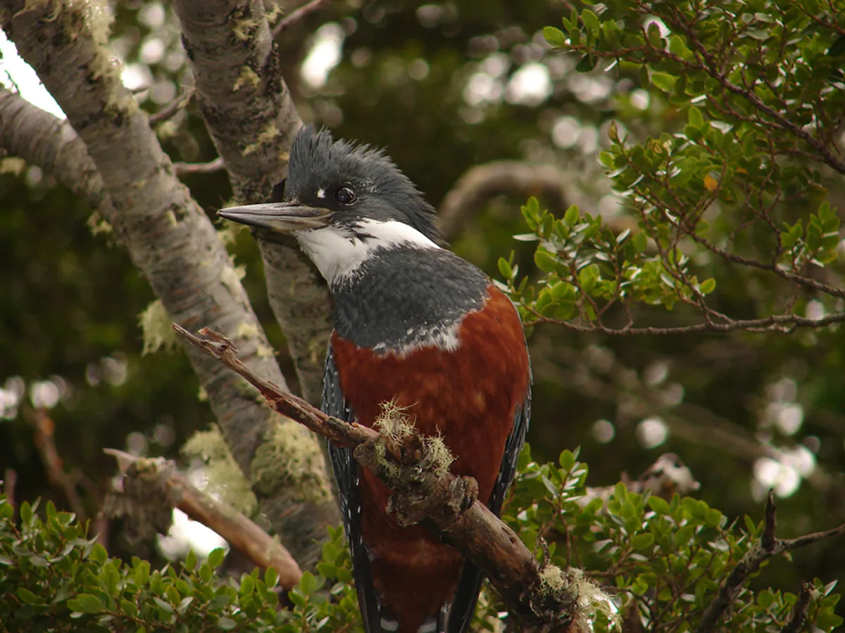 Reserva Nacional Laguna Parrillar