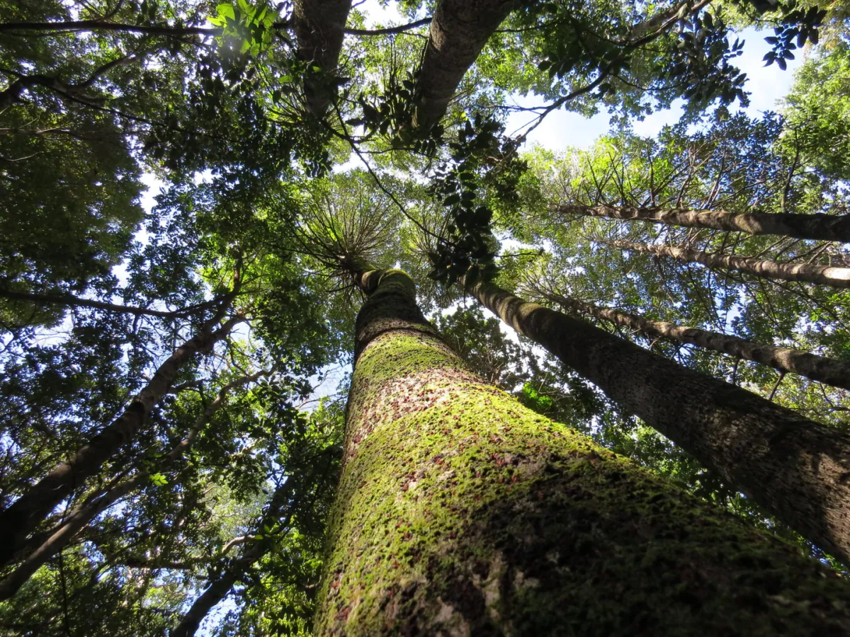 Reserva Nacional Los Ruiles