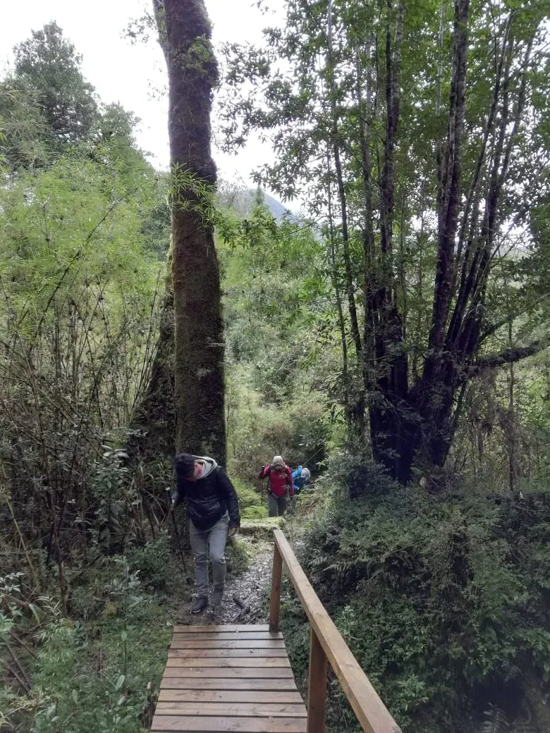 Alerce Andino y Puerto Montt (para Cruceros)