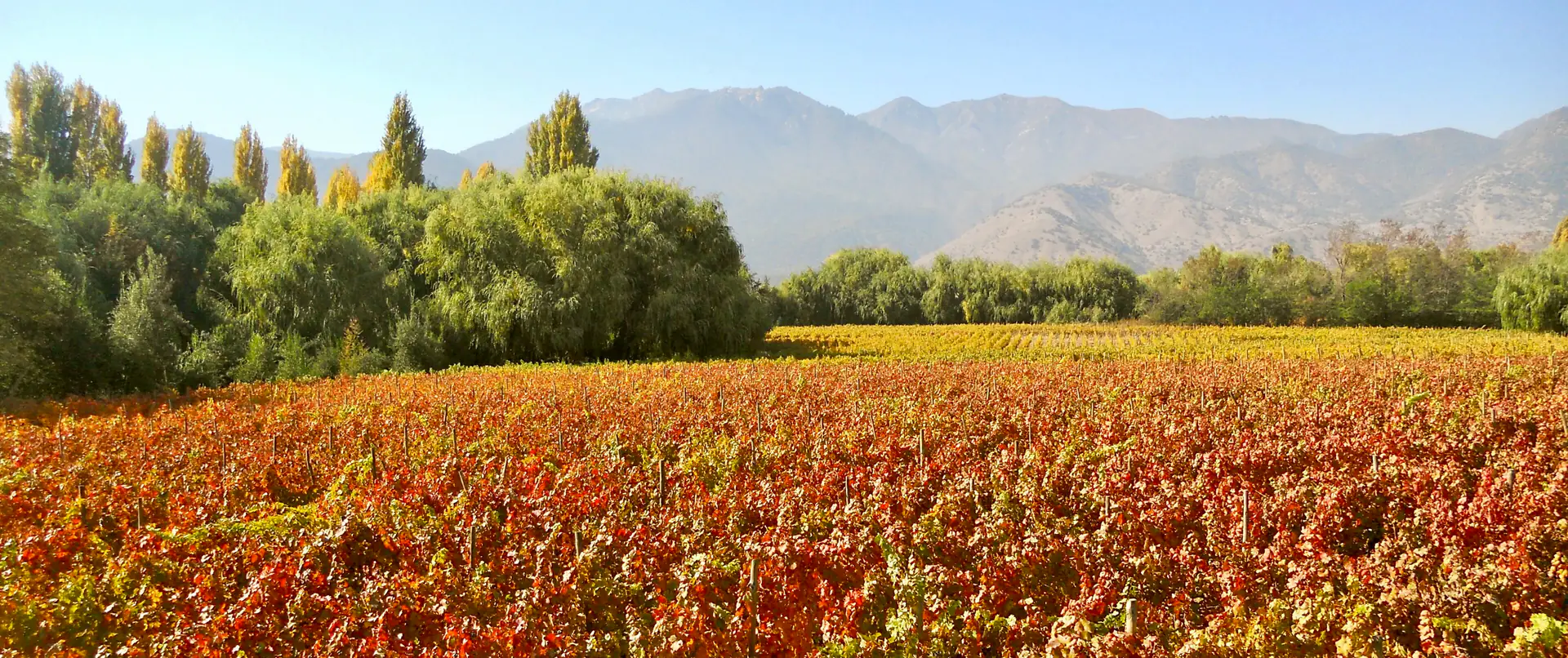 Viñedo de carménère en otoño en el Valle del Cachapoal, Chile