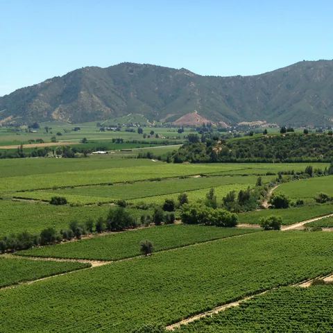 Viña Montes