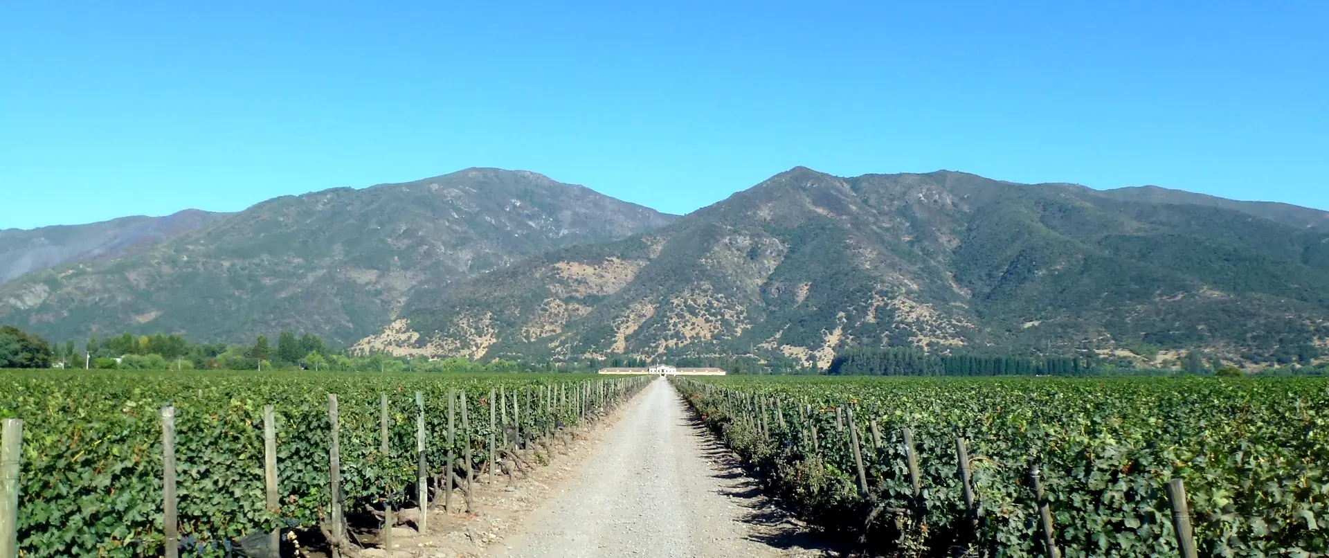 Ruta del Vino