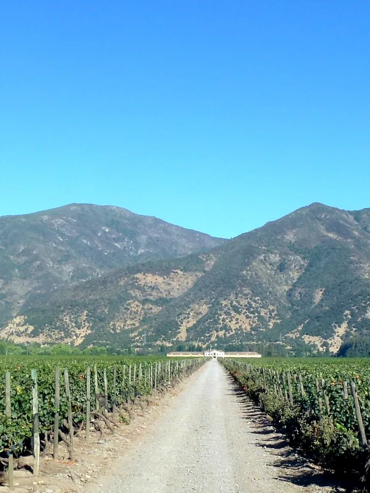 Ruta del Vino